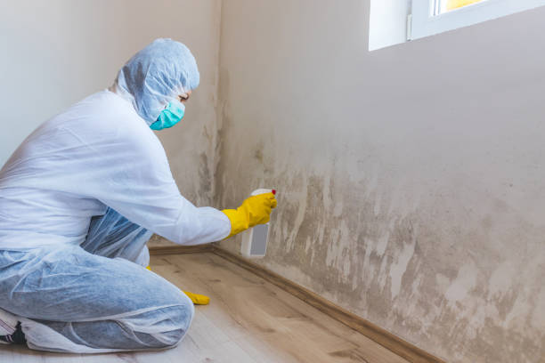 Licensed Black Mold Removal service in Poquoson, VA - WQB Mold Removal