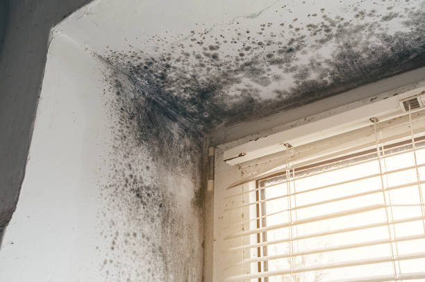Affordable Black Mold Removal solutions in Poquoson, VA