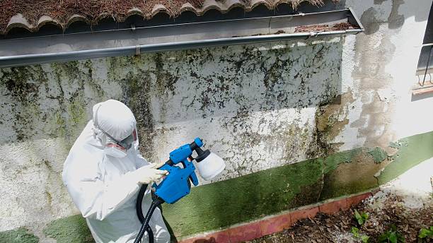 Top rated local Black Mold Removal specialists in Poquoson, VA